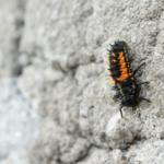 Termite Inspections