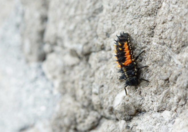 Here’s How Regular Termite Inspections Can Keep Your Property Safe
