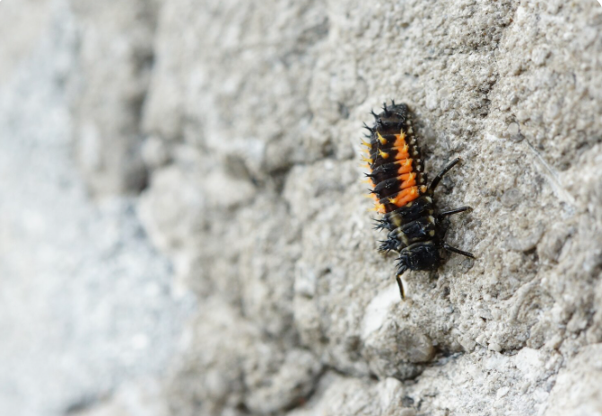 Here’s How Regular Termite Inspections Can Keep Your Property Safe