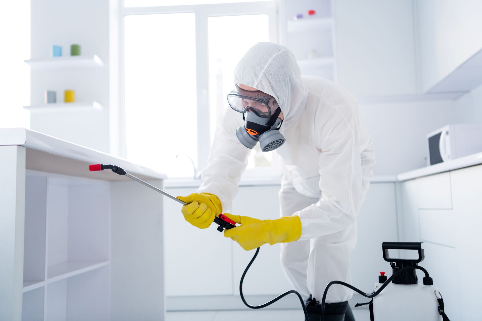 Restoring Harmony: How Professional Pest Control Keeps Your Home Comfortable